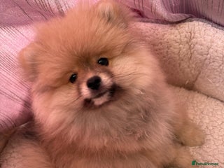 Pomeranian dogs - Advert 21