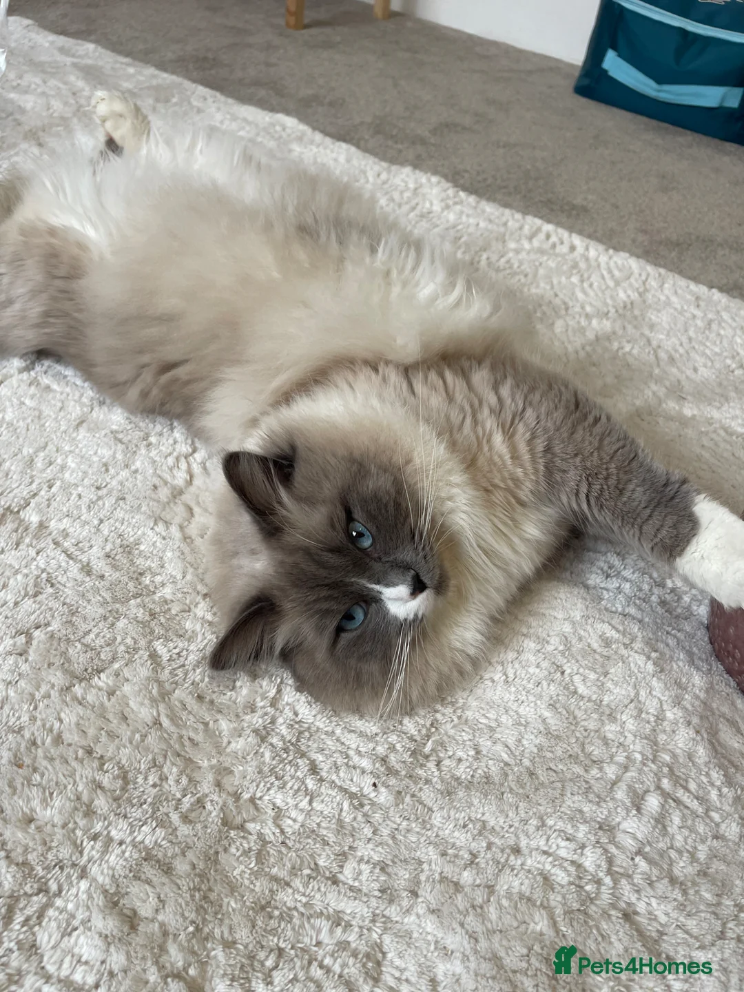Ragdoll cats for sale: Male Neutered Ragdoll in Sheffield - Advert 2