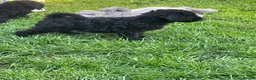 Miniature Poodle dogs for sale: health tested clear,🐩 purebred poodles - Advert 4