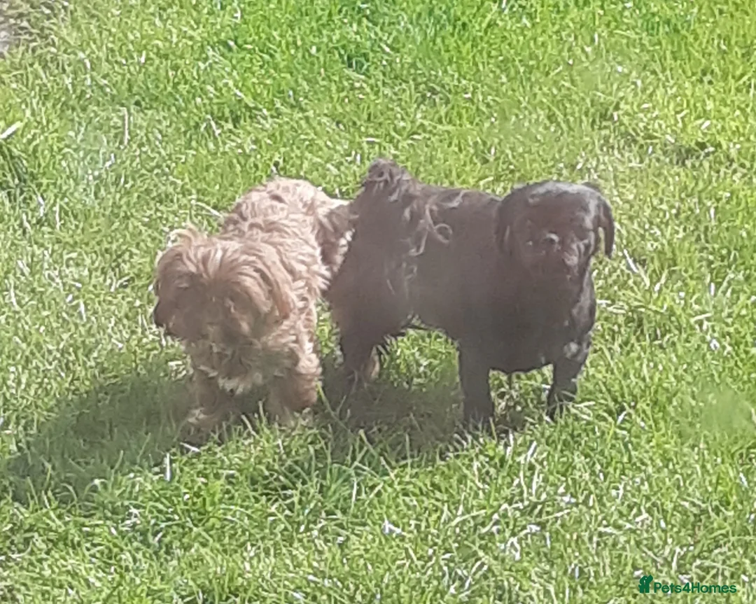 Shih Tzu dogs for stud:  imperial studs both proven  in Bolton - Advert 12