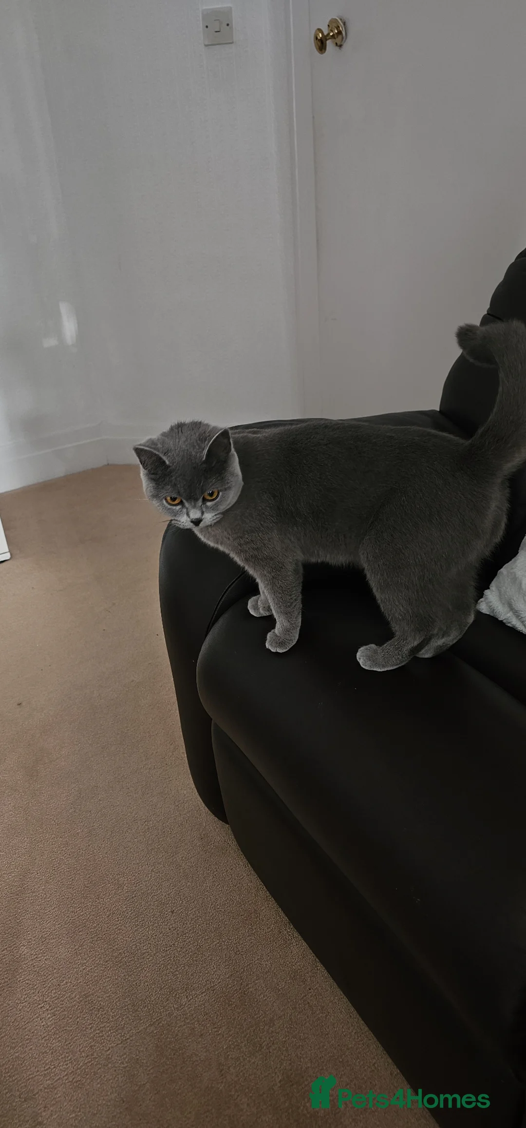 British Shorthair cats for sale: Pure BSH KITTENS  in Bradford - Advert 1
