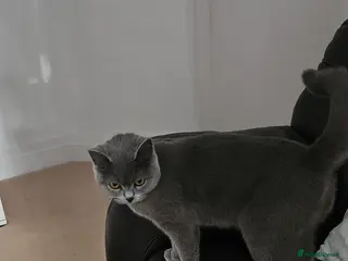 British Shorthair cats Pure BSH KITTENS - Advert 5