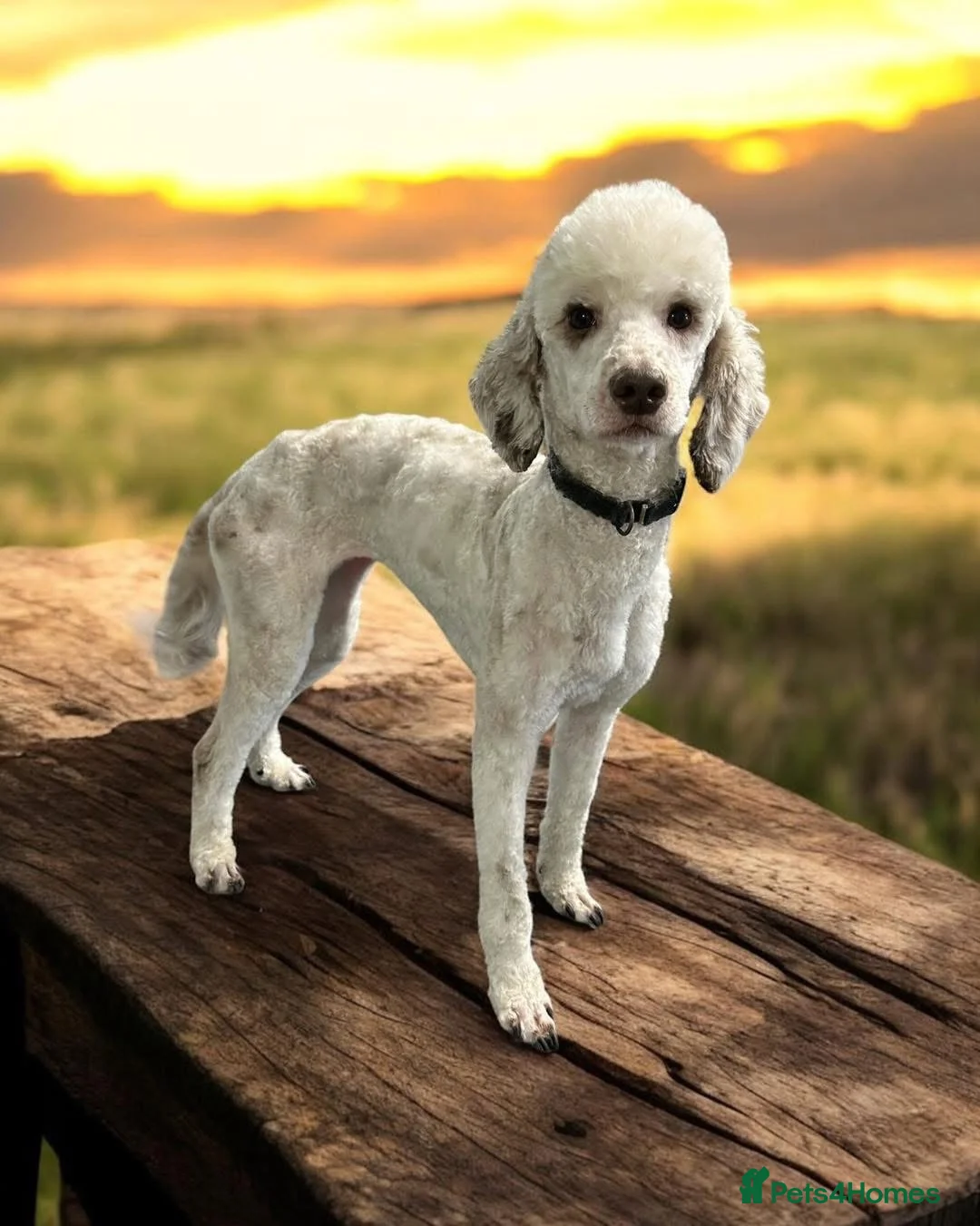 Cockapoo dogs for sale: My girl Rita  - Advert 2