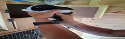 Mini Lop rabbits for sale: Beautiful min lop bunnies  - Advert 3