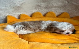 Maltipoo dogs for sale: Stunning Malticavapoo puppies NORTH STAFFORDSHIRE - Image 8