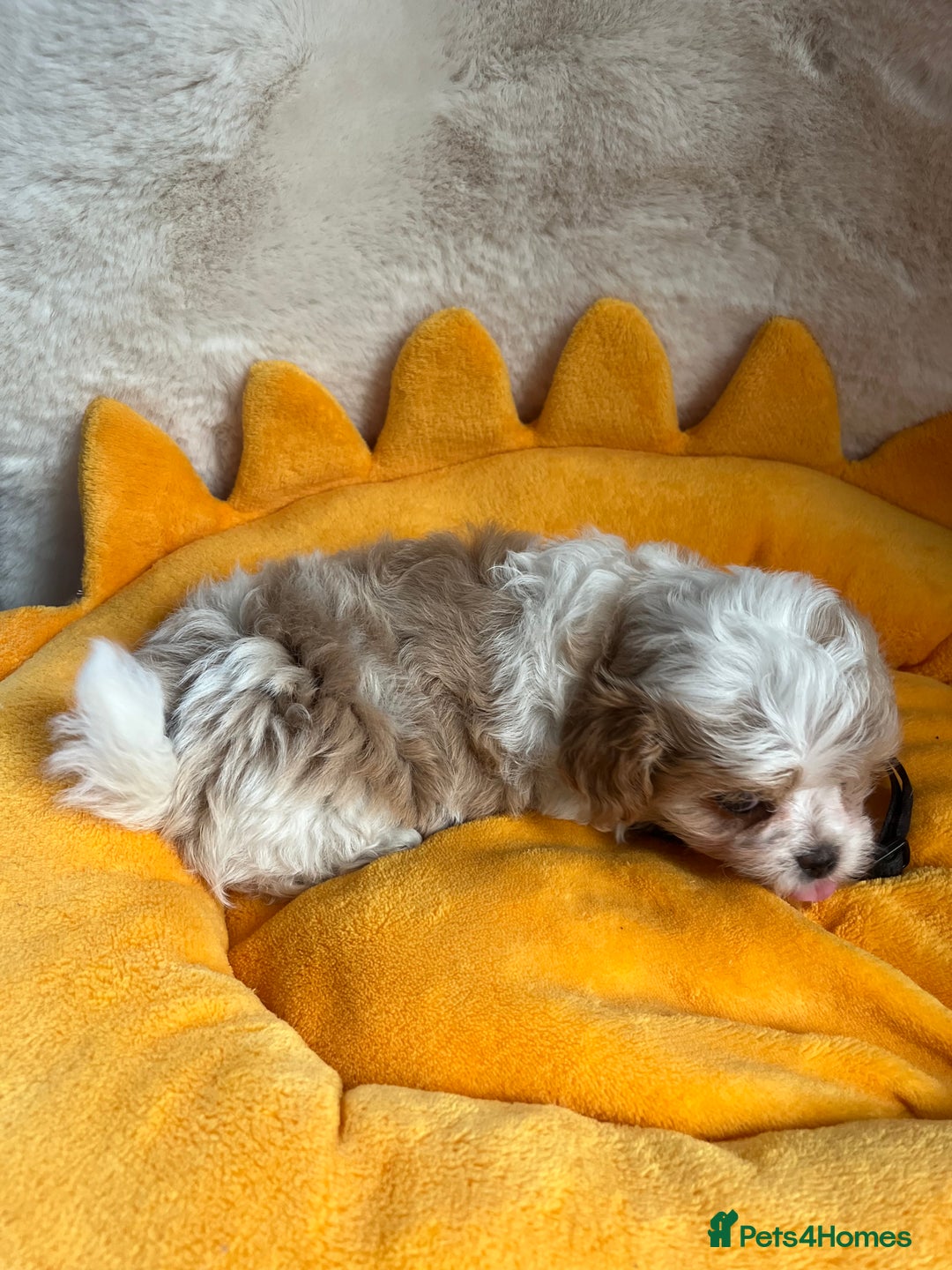 Maltipoo dogs for sale: Stunning Malticavapoo puppies NORTH STAFFORDSHIRE - Image 8
