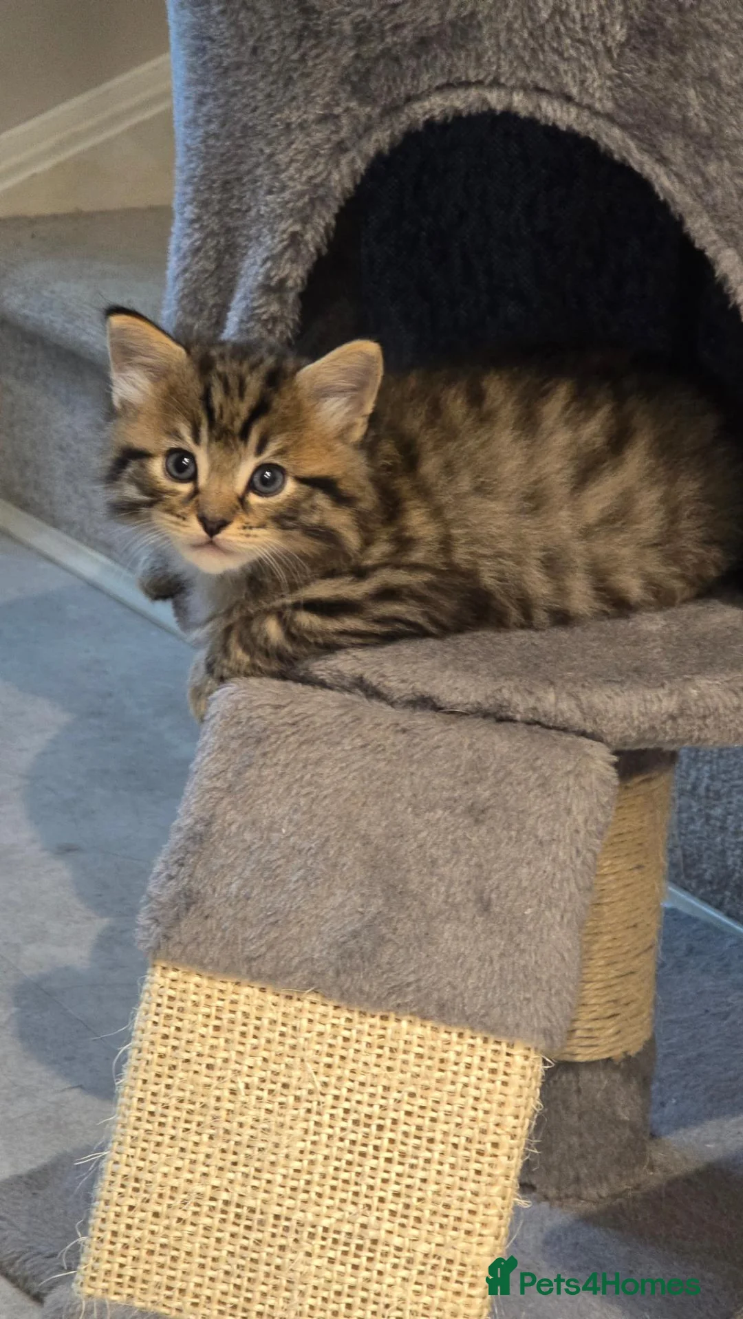 Mixed Breed cats for sale: Fluffy baby boy - Advert 2