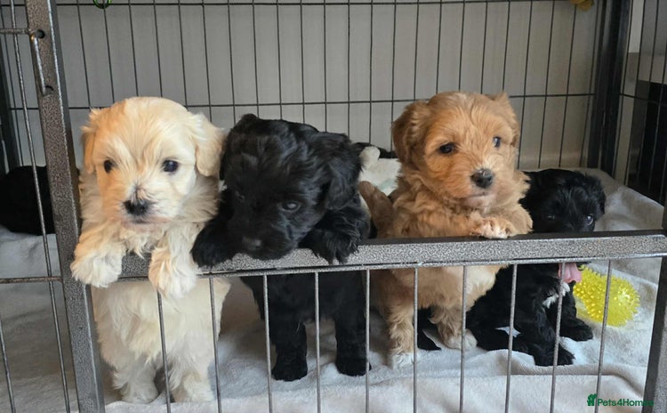Mixed Breed dogs - Advert 7