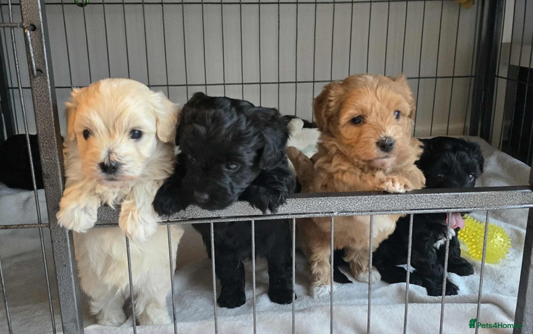 Mixed Breed dogs for sale: Beautiful havapoo’s READY TO GO 1 boy left - Advert 1