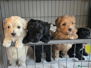Mixed Breed dogs - Advert 2