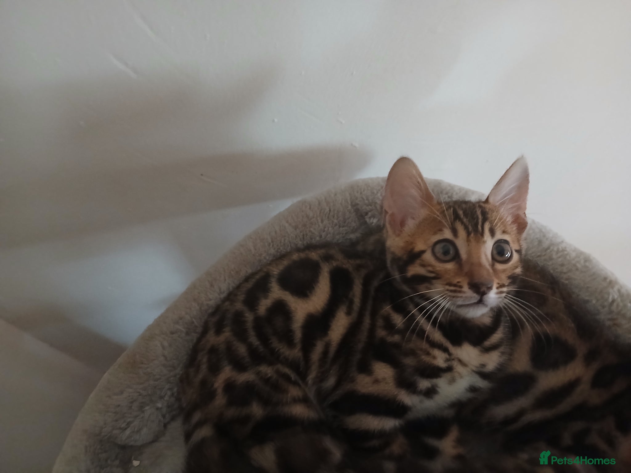 Bengal cats 1 girl beautiful  markings bengals left ‼️‼️❣️ - Advert 2