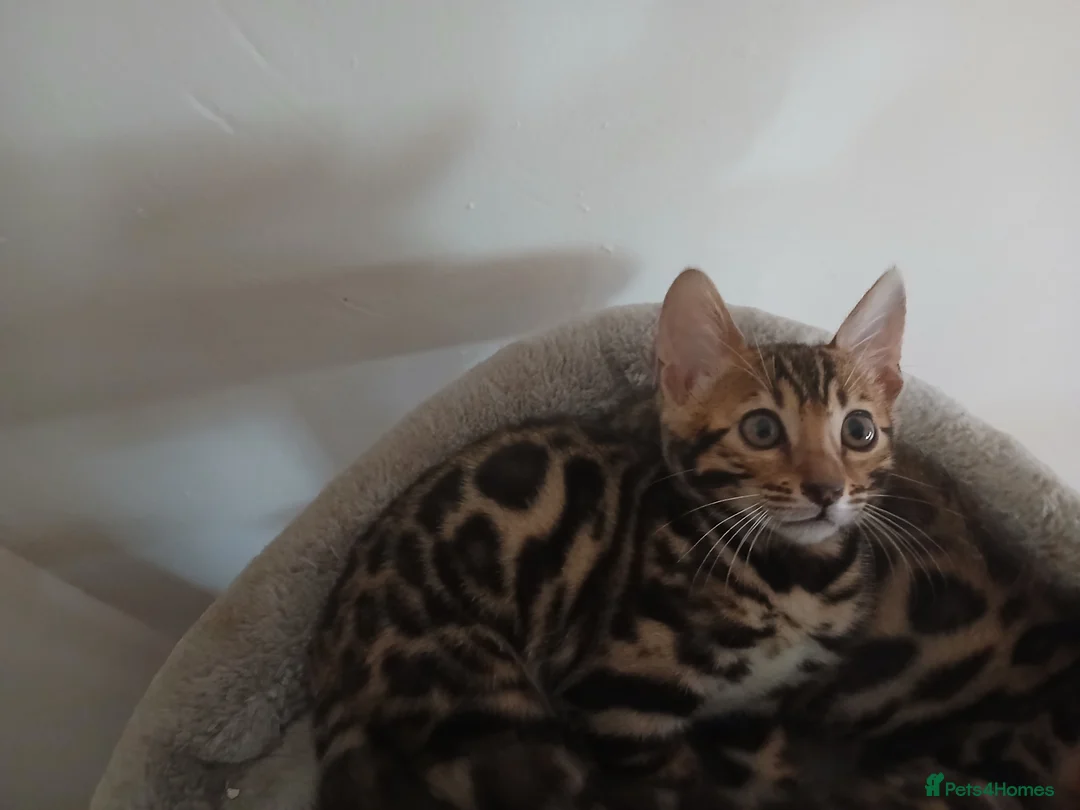 Bengal cats for sale: NEW PRICE ONLY 1 BENGAL BEAUTY LEFT ‼️‼️❣️ - Advert 1