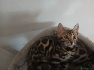 Bengal cats 1 girl beautiful markings bengals left ‼️‼️❣️ - Advert 2