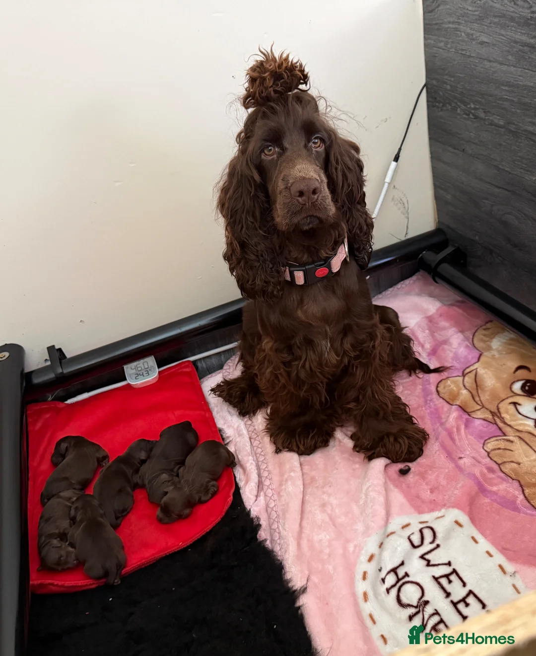 Cockapoo dogs for sale: Cockapoo puppies  in Darlington - Advert 1