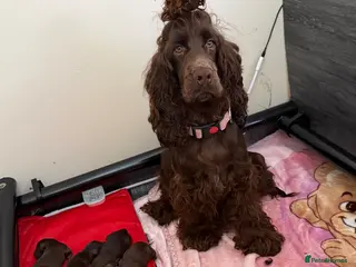 Cockapoo dogs Cockapoo puppies - Advert 2