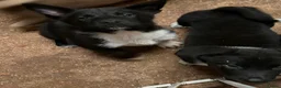 Akita dogs for sale: Akita Puppies in Robertsbridge - Advert 4