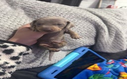 Miniature Dachshund dogs for sale: Miniature dachshunds - Advert 15