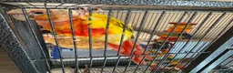 Conures birds for sale: Pineapple conure for sale with cage - Advert 5