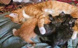 Mixed Breed cats for sale: 4 Fab Kittens READY NOW - Image 2