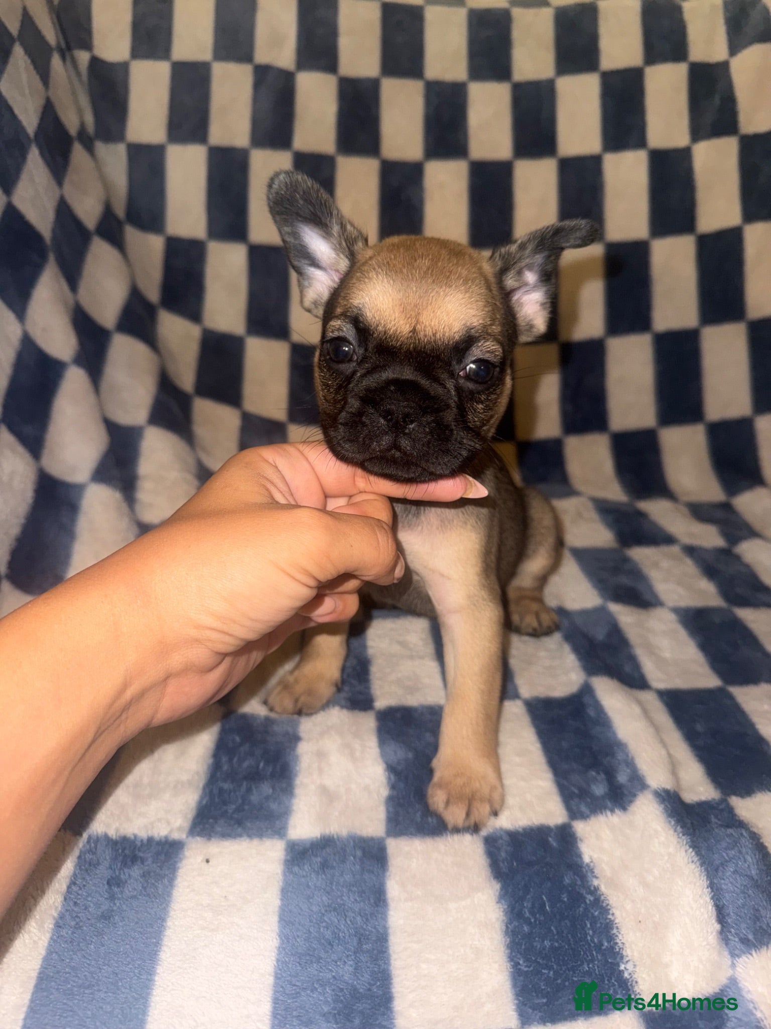 Frug dogs Beautiful litter of 5 3/4 frenchie 1/4 pug 🐶  - Advert 1