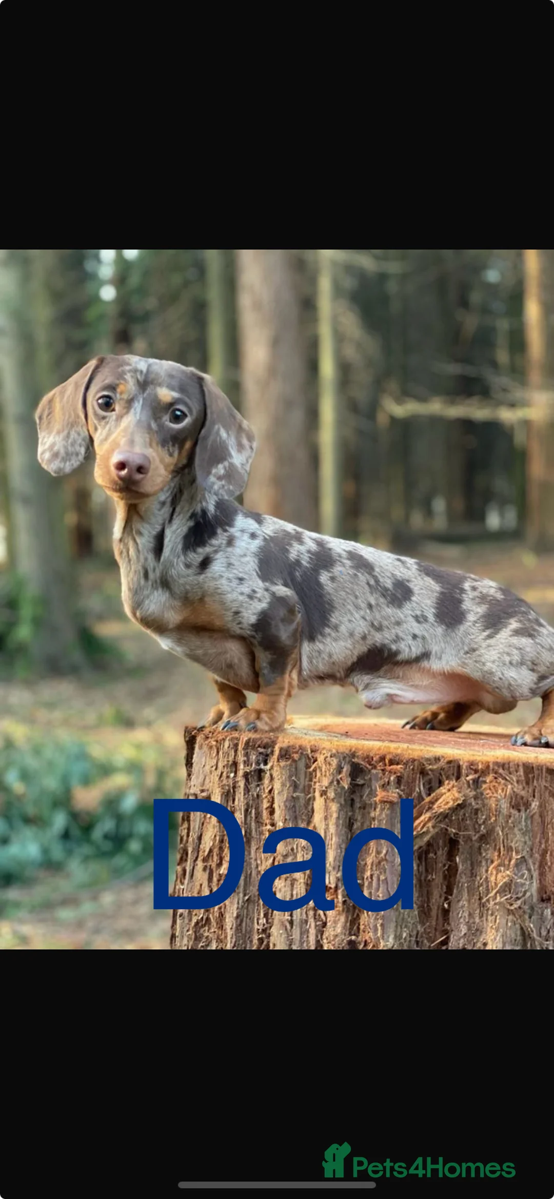 Dachshund dogs for sale: Beautiful little of KC registered mini daschunds - Advert 2