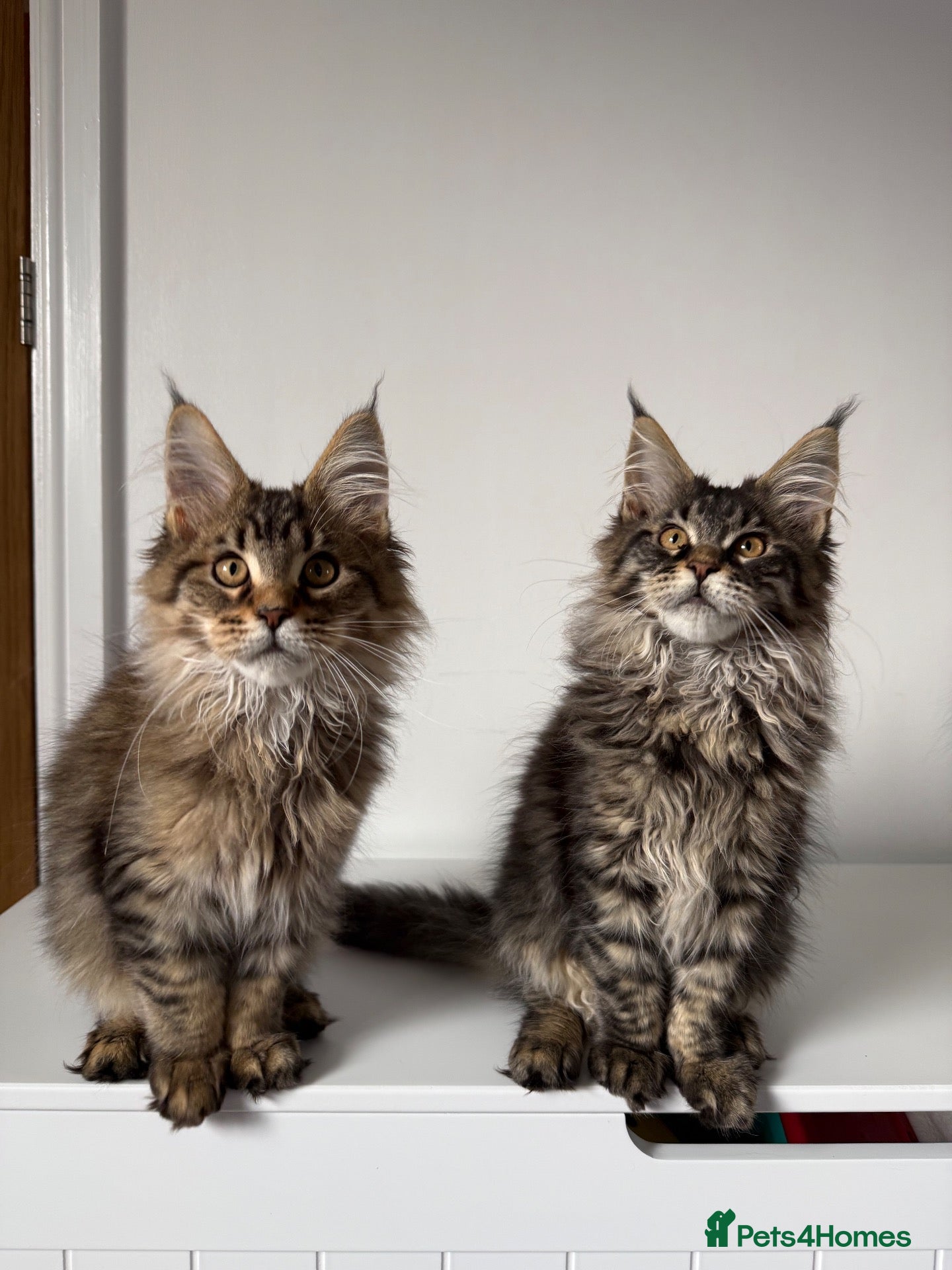 Maine Coon cats Stunning Maine Coon Cubs 🦁 - Advert 12