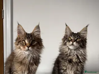 Maine Coon cats Stunning Maine Coon Cubs 🦁 - Advert 12