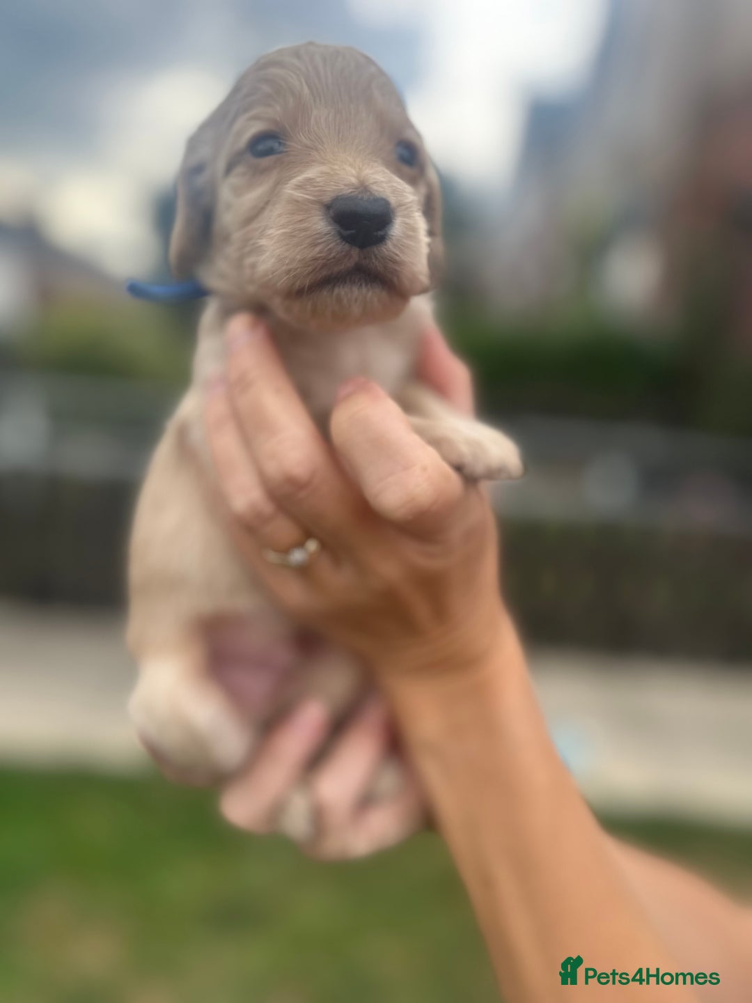 Cockapoo dogs for sale: Stunning f1b cockapoo puppies!!  - Image 12