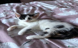 Mixed Breed cats for sale: Kittens 😸 MaineCoon x kittens READY TODAY ❤️😸🐈 - Image 27