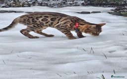 Bengal cats for sale: Bengal Queen - Image 3