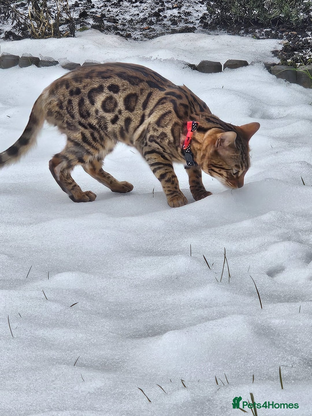 Bengal cats for sale: Bengal Queen - Image 3