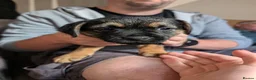 Border Terrier dogs for sale: Border Terrier Puppies For Sale - Advert 5