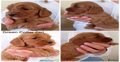 Cockapoo dogs - Advert 11