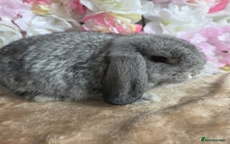 Mini Lop rabbits for sale: 🩷Pure bred mini lop baby girl available🩷  - Image 1