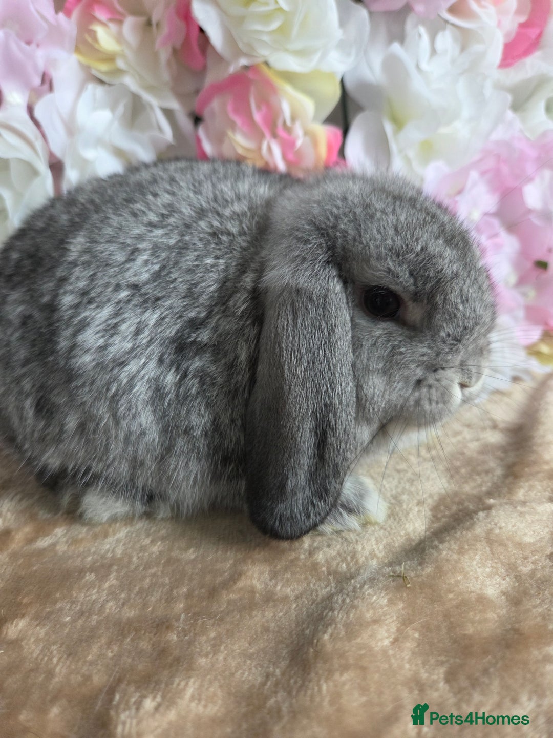 Mini Lop rabbits for sale: 🩷Pure bred mini lop baby girl available🩷  - Image 1