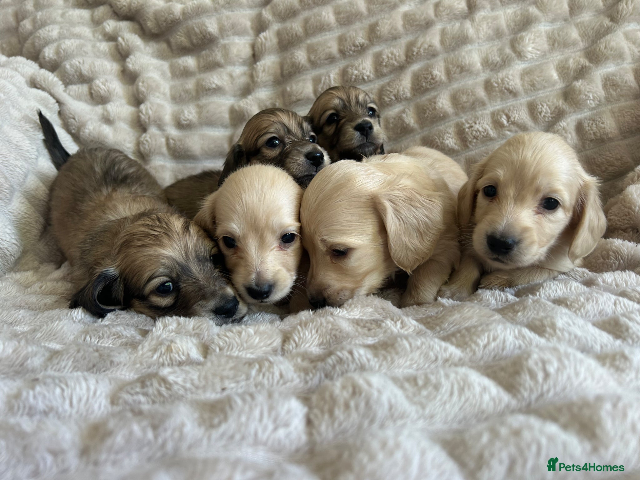 Miniature Dachshund dogs 2 Beautiful Cream Boys left 🤍  - Advert 2