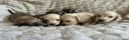 Miniature Dachshund dogs for sale: 2 Beautiful Cream Boys left 🤍  - Advert 2