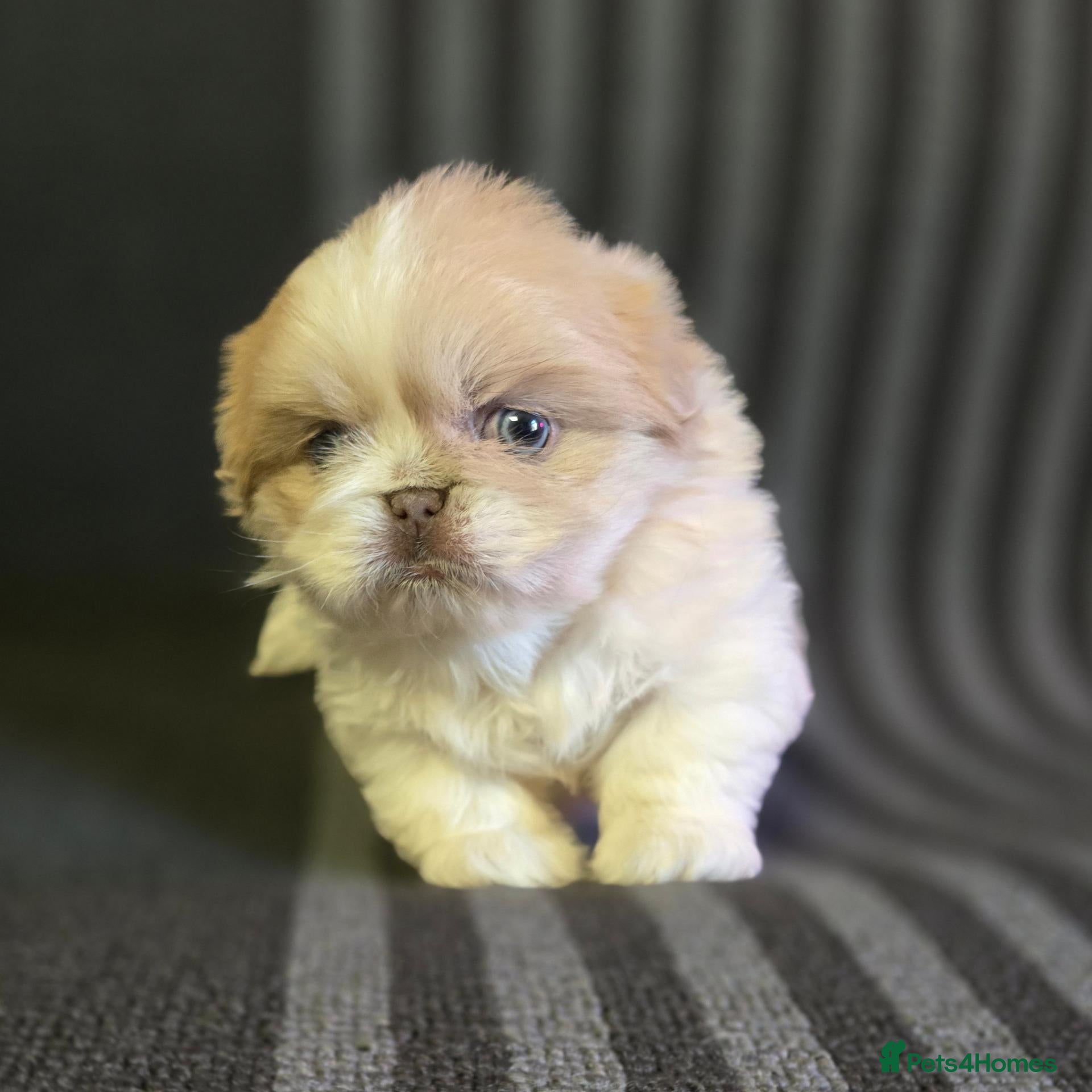 Pekingese dogs Lilac Fawn Parti Pekingese Puppy - Advert 8