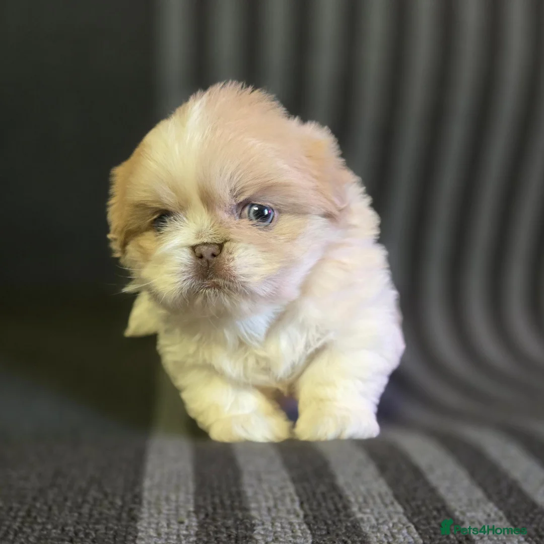Pekingese dogs for sale: Lilac Fawn Parti Pekingese Puppy - Advert 1