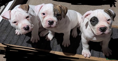 American Bulldog dogs - Advert 3