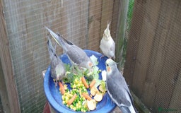 Cockatiels birds for sale: Lovely  cockatiels  - Image 6