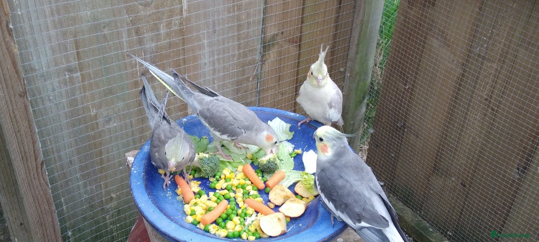 Cockatiels birds for sale: Lovely  cockatiels  - Image 6