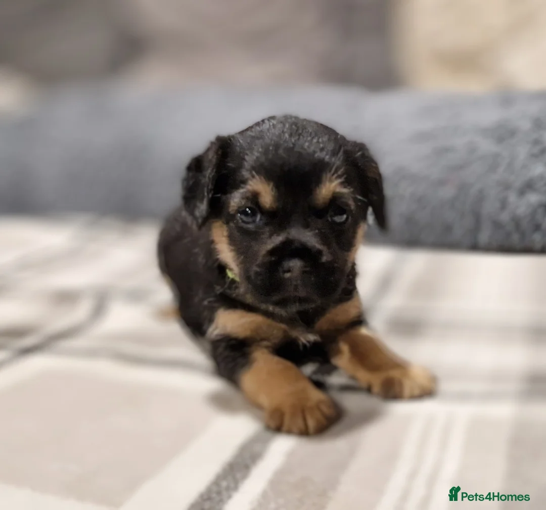 Border Terrier dogs for stud: K.c reg, Red Grizzle Border Terrier STUD ONLY in Uckfield - Advert 8