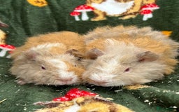 Guinea Pig rodents for sale: Baby Female Guineapigs  - Image 11