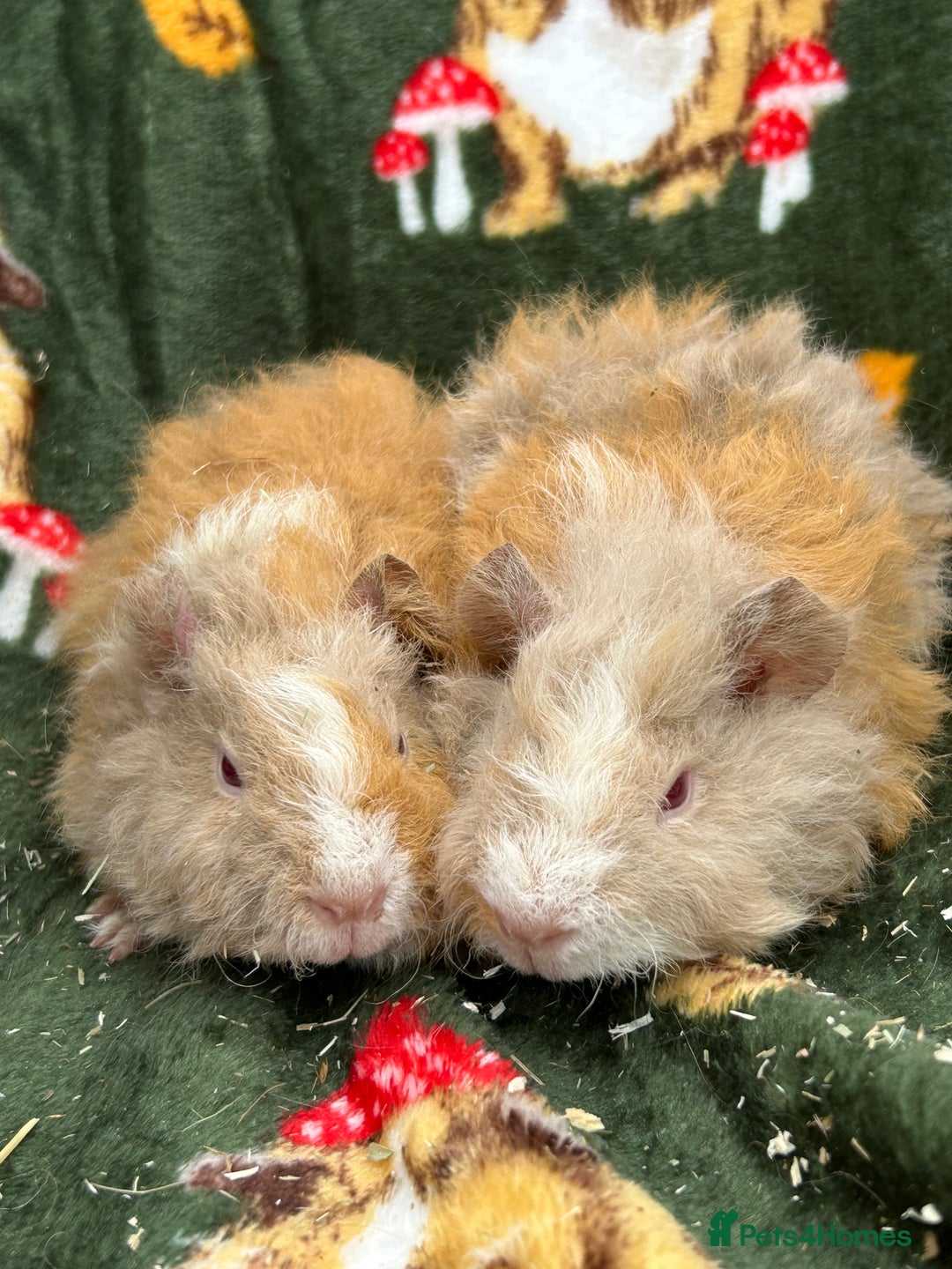 Guinea Pig rodents for sale: Baby Female Guineapigs  - Image 11