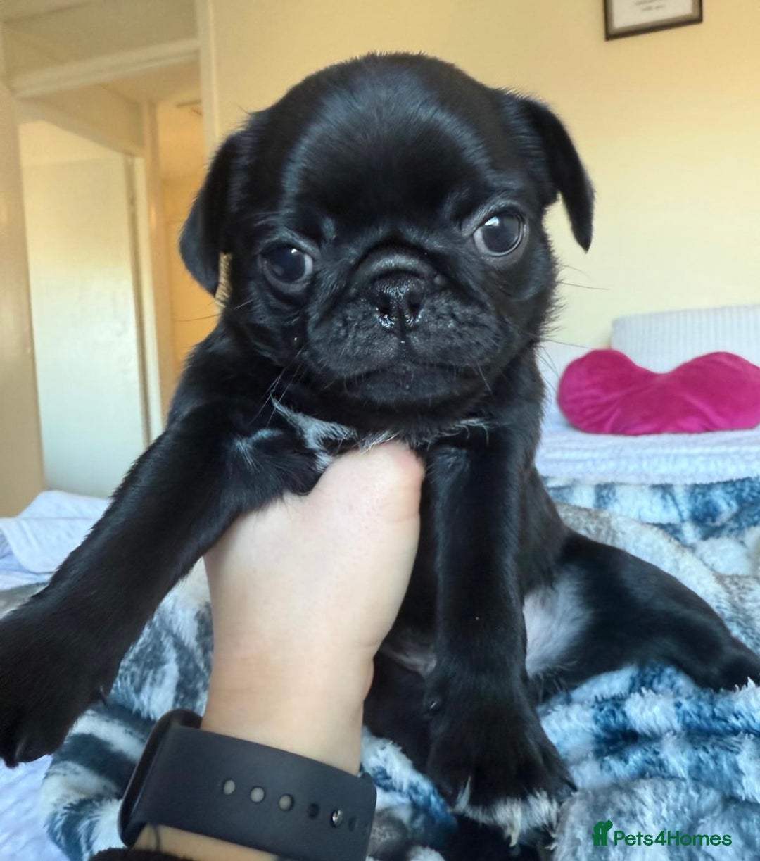 Pug dogs for sale: KC Pug Puppies - Advert 6