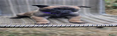 Belgian Shepherd Dog 5 - Purple Collar 