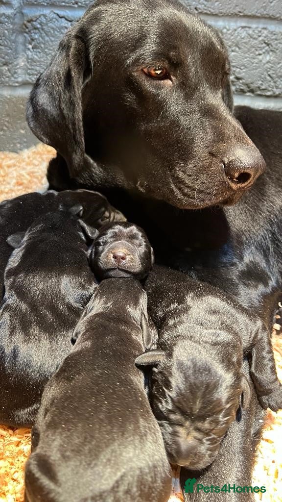 Labrador Retriever dogs Beautiful Small black labrador puppies - Advert 1