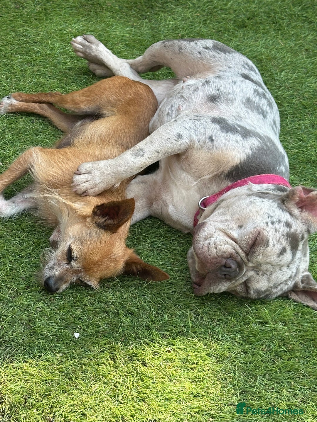 French Bulldog dogs for sale: Merle French bulldog - Image 1