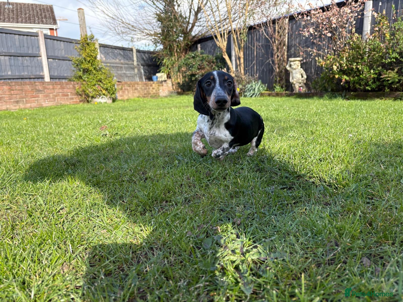 Miniature Dachshund dogs Miniature dachshunds  - Advert 1